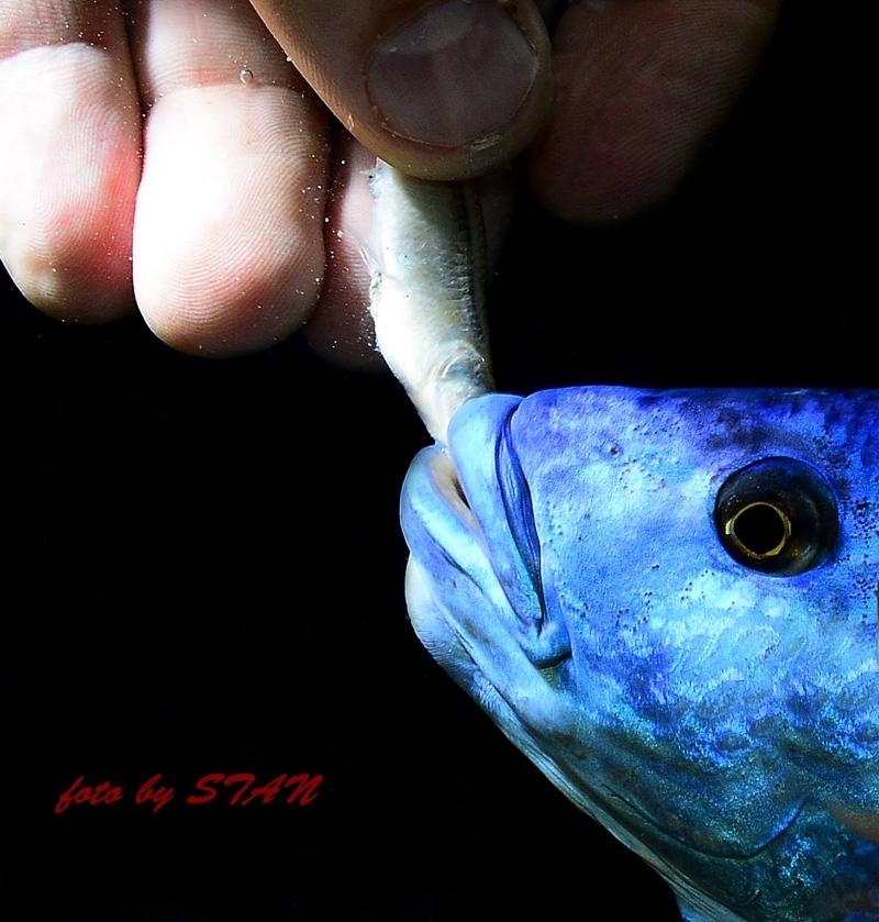 Nimbochromis fuscotaeniatus